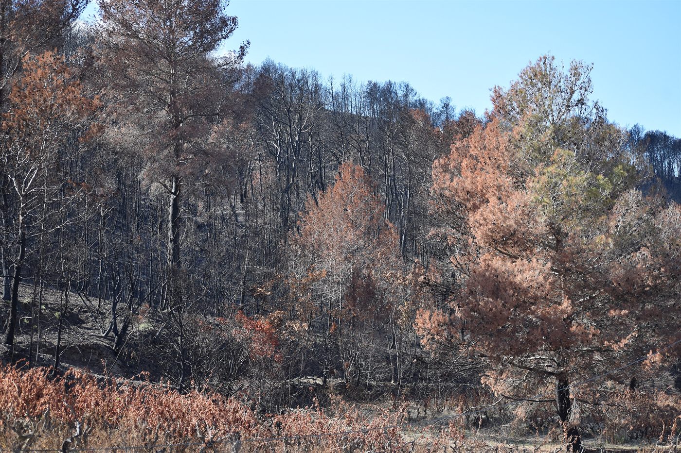 Forêt de pins aux troncs calcinés et aux aiguilles rousses après le passage d'un incendie
